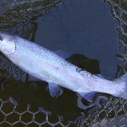 厳しすぎるぞ ～大安トラウトレイク～